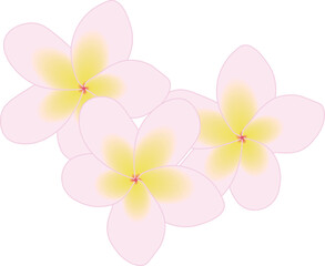 プルメリアピンク
