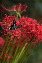 Red spider lily, Lycoris radiata (Higanbana in Japanese) flowers garden in autumn