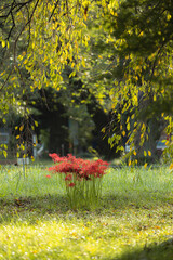 Red spider lily, Lycoris radiata (Higanbana in Japanese) flowers garden in autumn