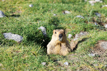 A Himalayan marmot peeks out from its burrow in Leh, surrounded by rocky terrain and green grass. This curious creature highlights the charm of Ladakh’s alpine wildlife and rugged natural habitat.