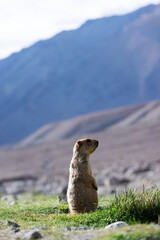 A solitary Himalayan marmot stands upright on green grass in Leh, gazing into the distance. With majestic mountains as the backdrop, this peaceful moment reflects Ladakh's rich alpine wildlife.