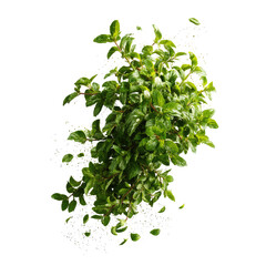 Obraz premium Close-up of fresh green herb cluster