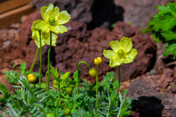 礼文島の花々