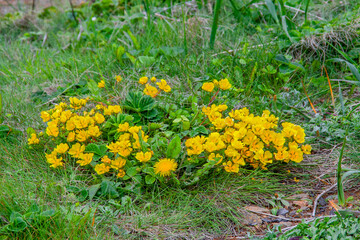 礼文島の花々