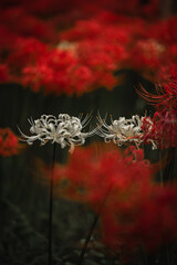 Red and white spider lilies, Lycoris radiata (Higanbana in Japanese) flowers garden in autumn, Kinchakuda park
