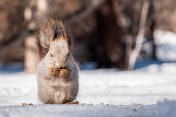 The squirrel in winter sits on white snow.