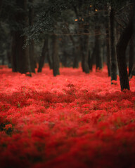 a sea of red spider lilies, Lycoris radiata (Higanbana in Japanese) flowers garden in autumn, Kinchakuda park