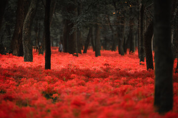 a sea of red spider lilies, Lycoris radiata (Higanbana in Japanese) flowers garden in autumn, Kinchakuda park