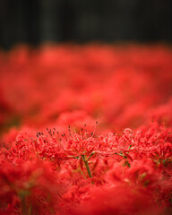 a sea of red spider lilies, Lycoris radiata (Higanbana in Japanese) flowers garden in autumn, Kinchakuda park