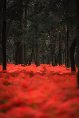 a sea of red spider lilies, Lycoris radiata (Higanbana in Japanese) flowers garden in autumn, Kinchakuda park