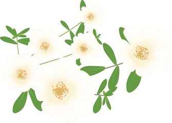 ポーチュラカ白