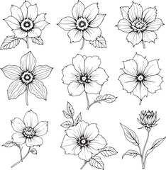 Fototapeta premium hellebore line art intricate plant illustration invited artistic charm