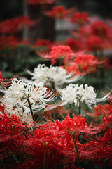 Red and white spider lilies, Lycoris radiata (Higanbana in Japanese) flowers garden in autumn, Kinchakuda park