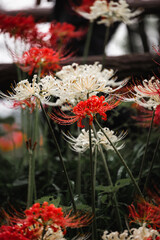 Red and white spider lilies, Lycoris radiata (Higanbana in Japanese) flowers garden in autumn, Kinchakuda park