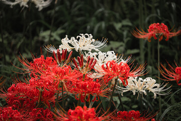 Red and white spider lilies, Lycoris radiata (Higanbana in Japanese) flowers garden in autumn, Kinchakuda park