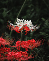 Red and white spider lilies, Lycoris radiata (Higanbana in Japanese) flowers garden in autumn, Kinchakuda park