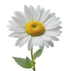 daisy flower isolated on white