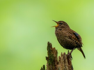 森の中で枯れ木に留まってさえずるミソサザイ