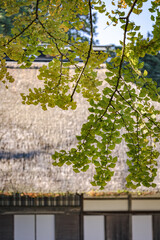 tree of ginkgo in the park