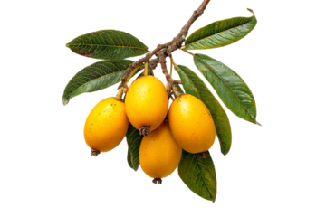 Ripe loquats fruit hanging on branch isolated on transparent background