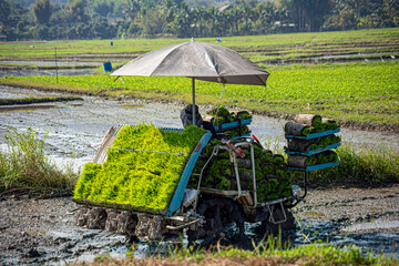 Professional local Asian farmer and agriculture vehicle machine transplant rice seediing in a paddy field in the open sky day.