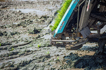 Professional local Asian farmer and agriculture vehicle machine transplant rice seediing in a paddy field in the open sky day.