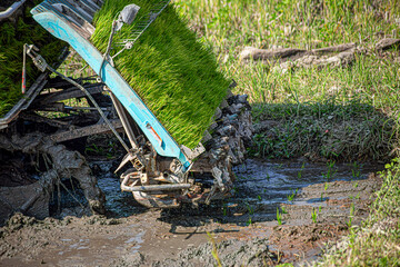 Professional local Asian farmer and agriculture vehicle machine transplant rice seediing in a paddy field in the open sky day.