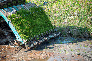 Professional local Asian farmer and agriculture vehicle machine transplant rice seediing in a paddy field in the open sky day.