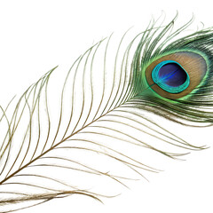 Obraz premium Vibrant Peacock Feather on transparent background