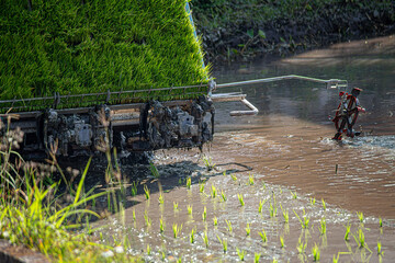 Professional local Asian farmer and agriculture vehicle machine transplant rice seediing in a paddy field in the open sky day.