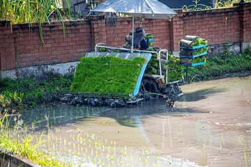 Professional local Asian farmer and agriculture vehicle machine transplant rice seediing in a paddy field in the open sky day.