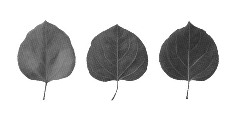 Halftone Engraving of Walnut Poplar Linden Leaves Diagonal