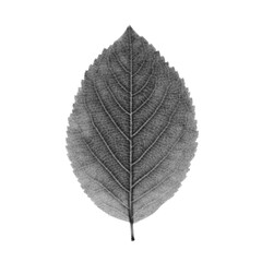 Obraz premium High-Contrast Halftone Illustration of an Ash Leaf at Slight Angle, Gloss Surface Translated into Fine Dotwork Vein Detail, Isolated on Solid Black