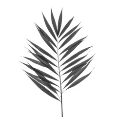 Obraz premium Retro Halftone Engraving of a Bamboo Palm Leaf Top Perspective, Feathered Fronds Rendered in Dense Dots, Vintage Botanical Art on Black