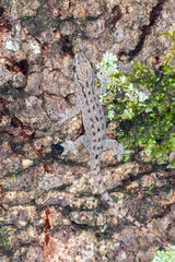 Camouflaged Gecko on Tree Bark in Natural Habitat