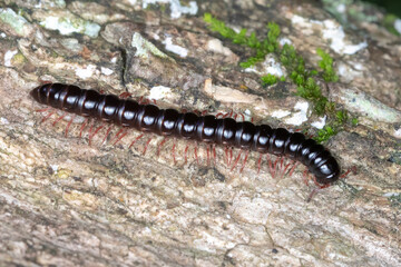 Glossy Black Millipede with Red Legs on Bark