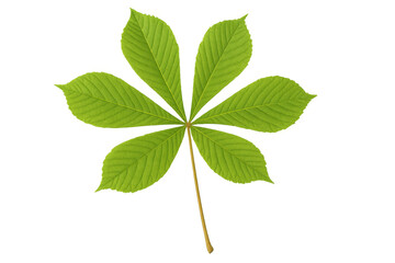 Fototapeta premium Verdant horse chestnut leaf displaying seven symmetrical green leaflets, detached against transparent backdrop