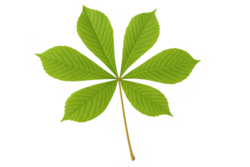 Verdant horse chestnut leaf displaying seven symmetrical green leaflets, detached against transparent backdrop