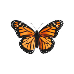 butterfly isolated on white