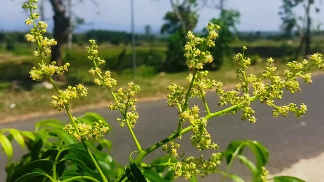 Close-up of ambarella fruit plant. Smooth looping 4K video