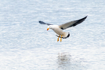 Landing Moment of Large Gull - Mid-Air with Reflected Water Below