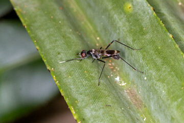 Dark Fly with Red Eyes on Tropical Foliage