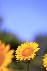 真夏のひまわり