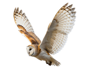 Realistic owl flying side profile wings mid flap isolated on transparent background