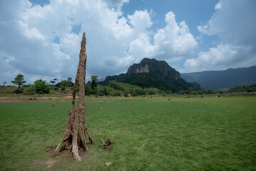Tree stumps protruding after water recedes
