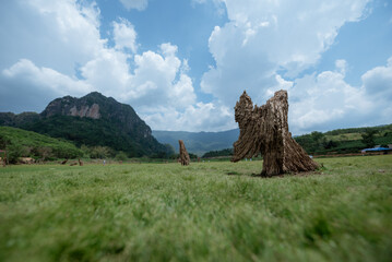 Tree stumps protruding after water recedes