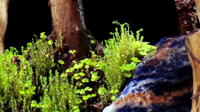 Nature background image. Close-up sapling or plant seedling flowers of sinningia plants in terrarium. Selective focal.