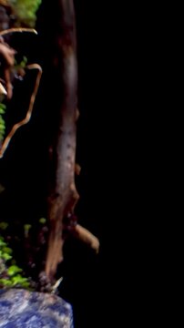 Nature background image. Close-up sapling or plant seedling flowers of sinningia plants in terrarium. Selective focal.
