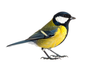 Colorful small songbird with blue head, yellow breast, and white cheeks perched on transparent background