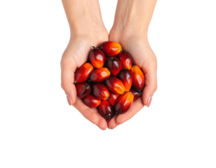 Fresh palm oil fruits held in cupped hands showing vibrant red and orange drupes from oil palm harvest